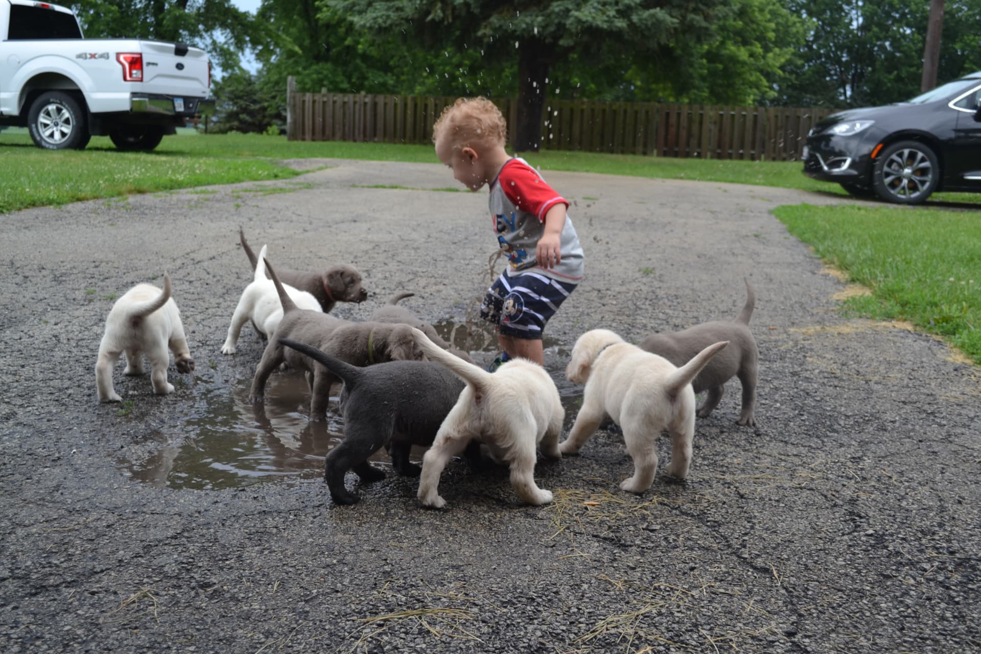 Sterling Prairie puppies playing in a puddle with a child in 2018